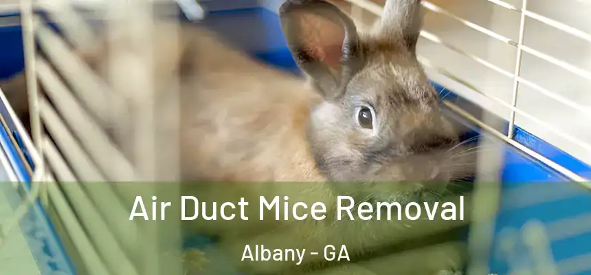 Air Duct Mice Removal Albany - GA